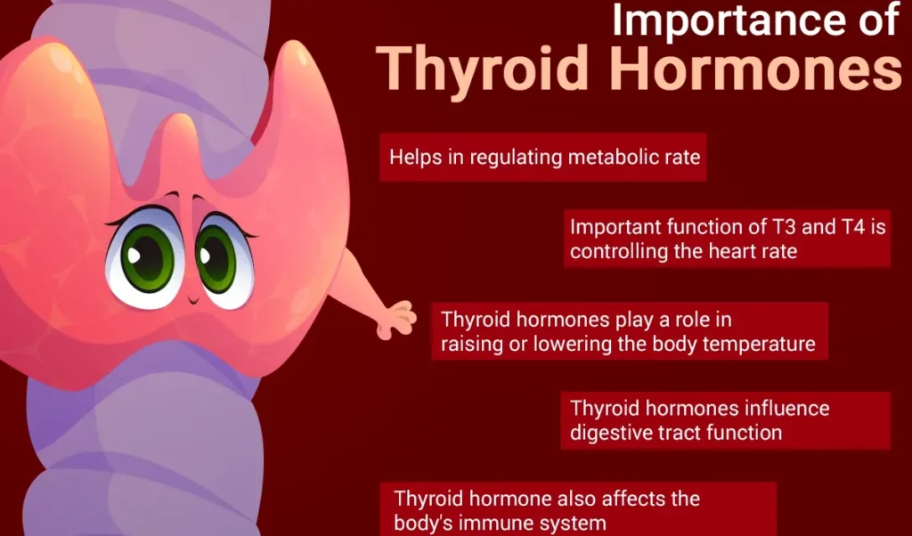Uses Of Thyroid E1703395871298