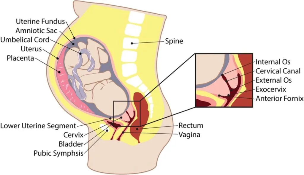 Uterine Segment