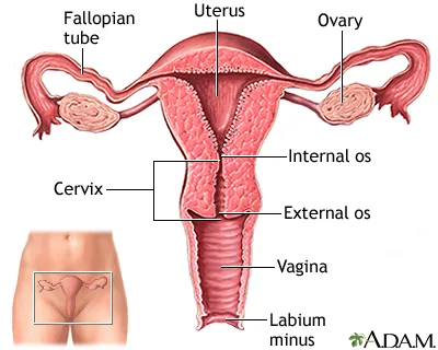 Uterus Fallopian Tube Ovaries Midwives Revision